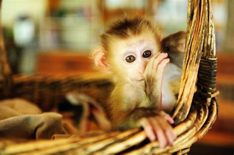 "The Man with The Yellow Hat" and Curious George, the pet monkey, are enduring characters in books, comics, film and television. A pet monkey is a monkey kept as a …